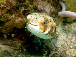 57 Butterflyfish IMG 3783